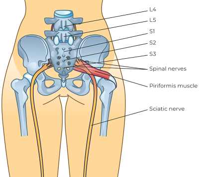 Sciatic Nerve